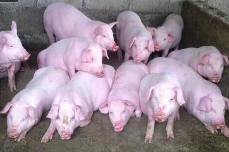  目前的生猪养殖，病害种类日趋复杂。比如：仔猪黄白痢、猪瘟、猪流感、猪链球菌、猪口蹄疫、猪丹毒、猪传染性胃肠炎、仔猪副伤寒等等频见各大养猪场。