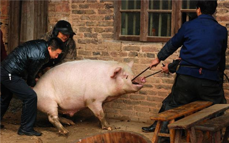 农村养猪有妙招，谚语、口头禅齐上阵，养猪赚钱很简单！