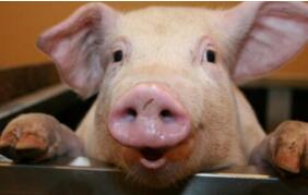 猪场管理：猪的各阶段采食量，建议收藏！！