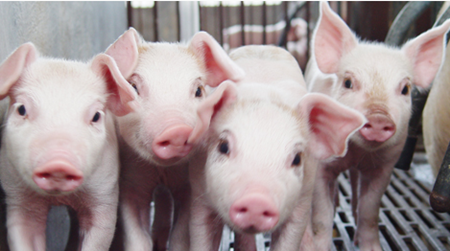 农民学养猪，100头母猪场设计