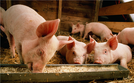 猪市场最近两天继续保持之前的小幅上涨势头。