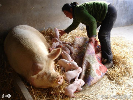 母猪拒哺的原因及防止措施有哪些？