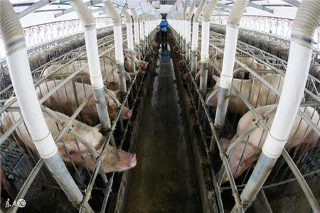 大棚式的养猪模式为啥能在农村这么流行？