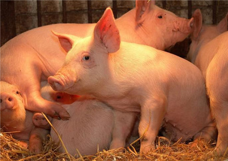 猪场管理之热环境和粉尘对猪场的影响及其控制