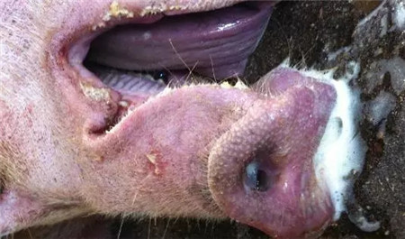 请注意！近期猪场呼吸道疾病传染性胸膜肺炎疫情通报
