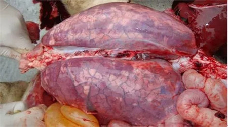 请注意！近期猪场呼吸道疾病传染性胸膜肺炎疫情通报