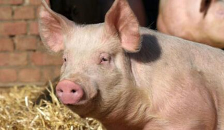 育肥猪的生理特点和营养需求
