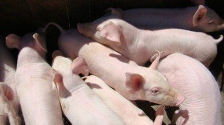 采用菌床养猪用什么饲料，用料与正常的比例多少？