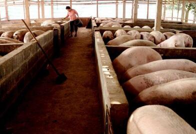 毛猪供应充足，屠宰厂不愿意继续加大库存压力