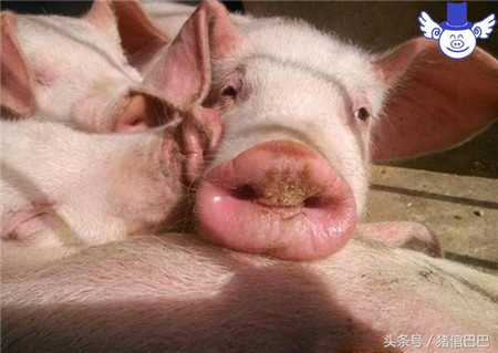 冬季到了猪咳嗽增多？所以要弄清楚猪为啥会咳嗽！