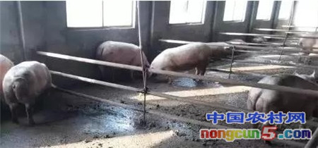 警惕：近期猪突然死亡率的40%，是因为这种病！