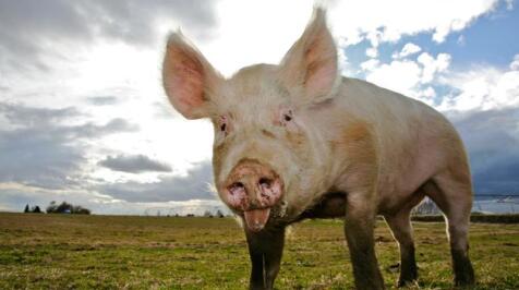 四大理由证明年底猪价上涨有望！