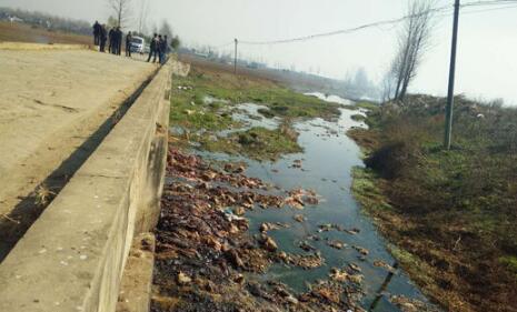 河道内发现大量猪腐肉河水污染严重 官方展开调查