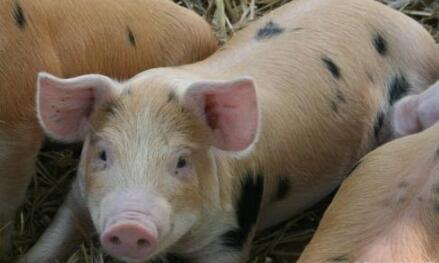 民间腊肉腌制提振南方猪价 季节性反弹有望至明年1月