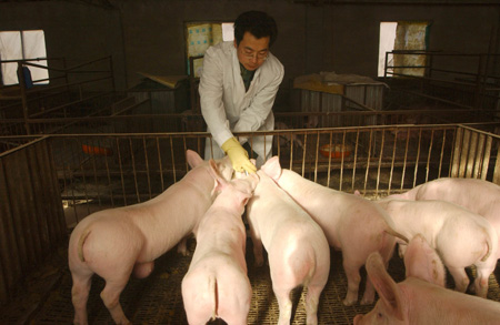 俗话说“人养猪，猪养田，田养人”，人养猪，猪产生的粪便经过发酵后可以还田作为肥料，田中的作物既可以养人，也可以用于养猪，一个完美的循环过程。