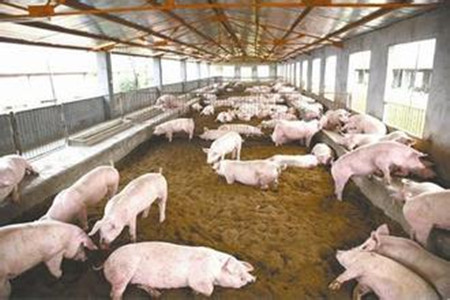 中、小型集约化养猪场建设