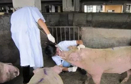 猪病料采集方法及注意事项