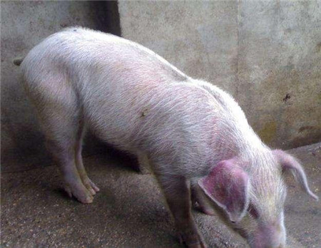 死亡率高达80％的猪蓝耳病对养猪业的危害，以及综合防控策略！