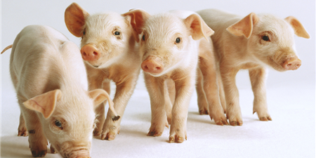 饲料原料涨价背后的养猪户该做点什么呢？