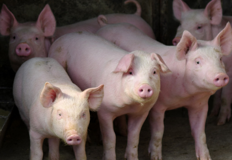 在环保督查和大量小养殖户亏损退出的背景下，生猪出栏率的下滑提升了规模化养殖企业补栏需求，迭加年底猪肉进入传统消费旺季的影响