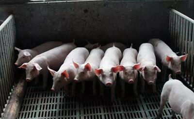  近日，上海、四川、云南猪价已突破7.5元/斤，而正大、温氏等规模猪场也上调了出栏价。业内人士表示后期猪价仍有一定上涨空间，季节性反弹有望延续到1月份期间。