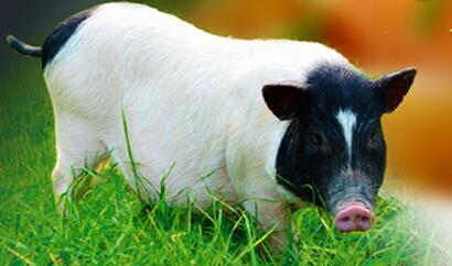 广西巴马特产丰富,其中最为著名的就是巴马香猪了。巴马香猪是一个具有悠久的饲养历史和稳定的遗传基因、且品质优良而珍贵稀有的地方小型猪品种。