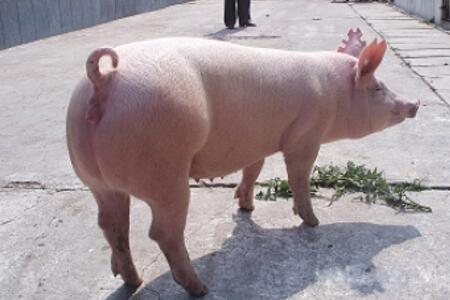 猪只的繁殖能力关系到整个养猪场的经济效益