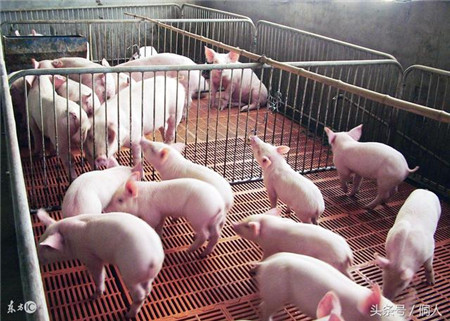 在农村养猪，建猪场做好这几个方面，再怎么养猪也不会生病