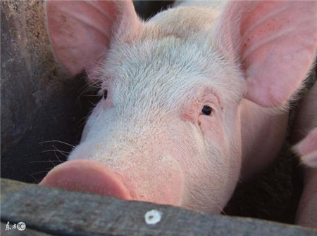 猪咳嗽不是一种病，切记：摸不准病，乱用药！