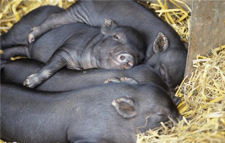 冬季降温开始，养猪人5个办法做好保温，猪病少长肉快