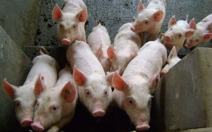 惊恐！全国各省份猪价都在上涨，为何新疆不涨反跌？