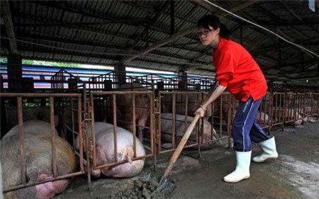 养猪不迷茫，养猪人每周在猪场该做什么？