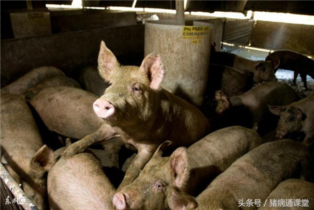猪场消毒可以分为哪几类？