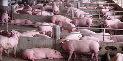 上周末猪价突然狂飙，涨幅加大，两天涨了1.5%！南方破7.5元/斤省区增多，四川部分省区逼近8元。