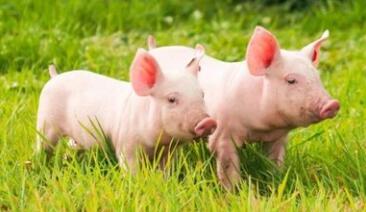 　　仔猪转到保育以后，仔猪之间打架会增加猪应激、引起皮肤破损、导致机体损伤、影响免疫平衡和生产性能。