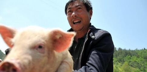 猪价刷新高 高位肉价或持续至明年4月