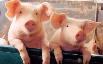 2017年最后一个月，生猪价格也受到了拆迁的影响，生猪供应不足，采购上不去，猪价开始上涨，屠企有点接受不了。