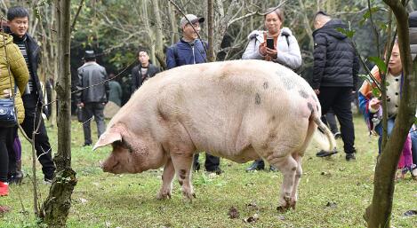 汶川猪图片