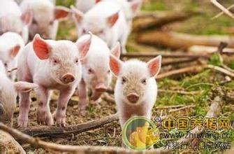 据研究部数据统计，2017年12月7日全国各省外三元猪均价为15.02元/公斤，较昨日上涨0.04元/公斤，较上周同期猪价(11月30日)上涨0.46元/公斤。