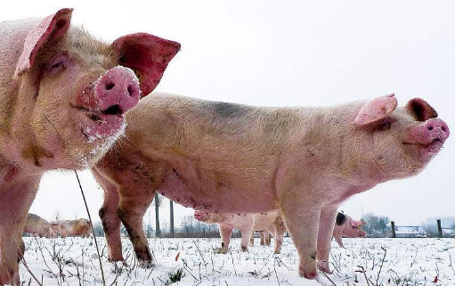 今日大雪，时刻注意行情外，养猪人还应注意这三点