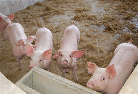 散养户数量逐日减少 养猪集约化时代已经到来