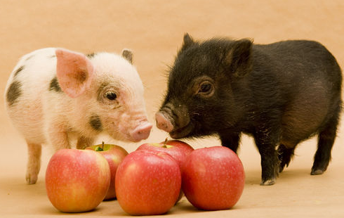 刘德旺：为什么母猪饲料里不缺铁，哺乳仔猪还要另外补铁？