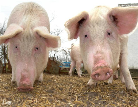 一举解决养猪废弃物的污染问题！高床养猪系统！