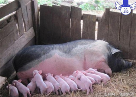 针对母猪容易压死仔猪的问题，注意这些就不用怕了！