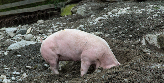 猪市迈进了季节性消费旺季的大门 利好年末猪价