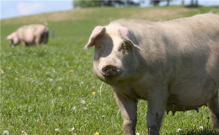 截止目前，全国瘦肉型猪出栏均价已涨至15元/公斤附近 