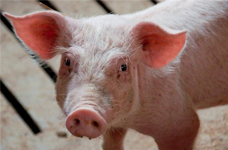 这5种因素会导致猪的红眼病，养猪人请了解一下！