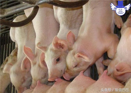 母猪的乳汁对仔猪有多重要？可不仅仅是填饱肚子那么简单！