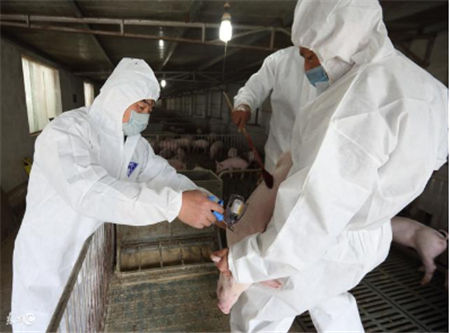 如何做好养猪场免疫接种，你需要知道这些！