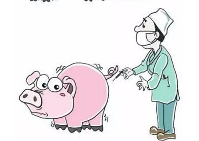 猪瘟疫苗可以打怀孕母猪吗？！